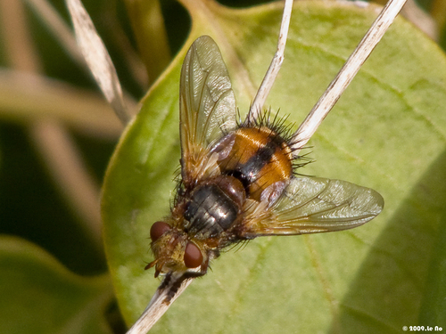 Common Tachinid
