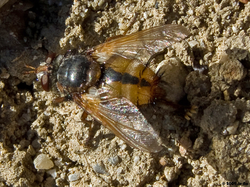 Common Tachinid