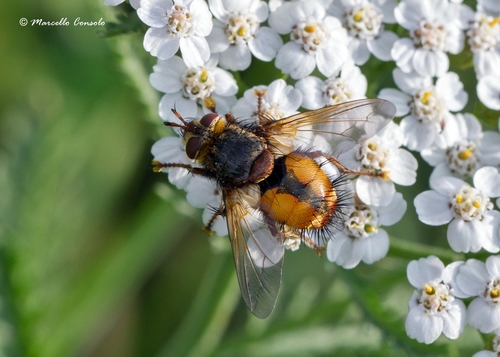 Common Tachinid