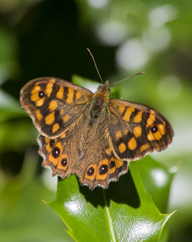 Speckled Wood