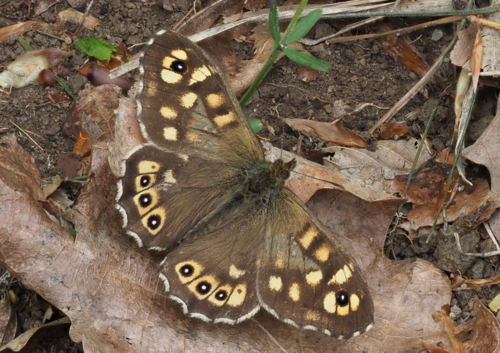 Speckled Wood