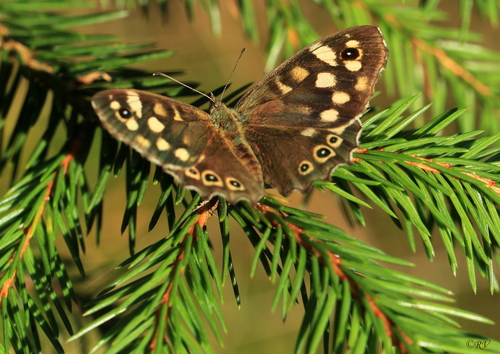 Speckled Wood