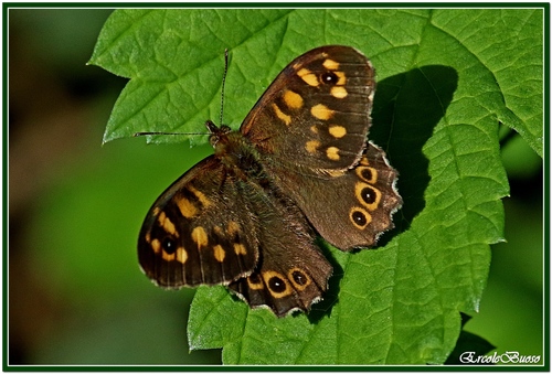Speckled Wood