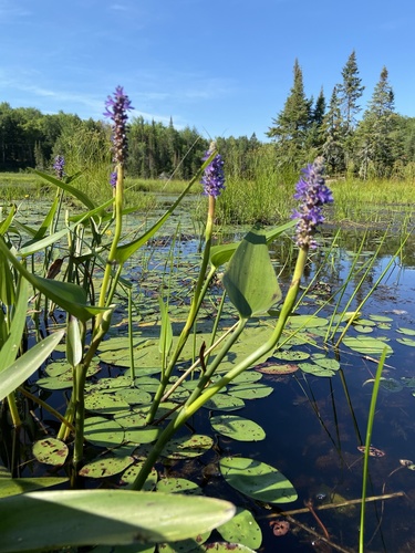 pickerelweed