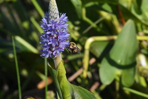 pickerelweed