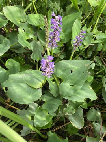 pickerelweed