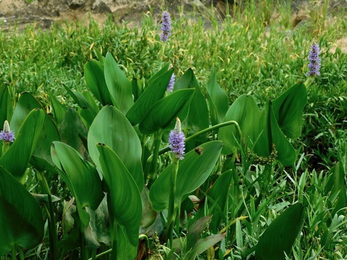 pickerelweed