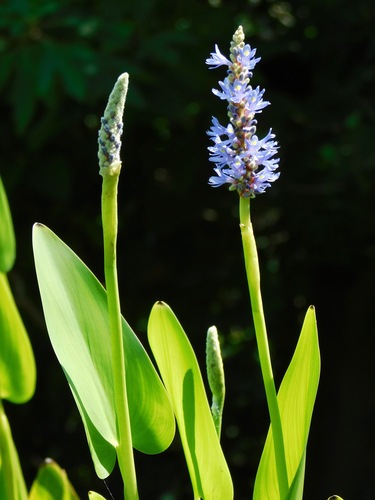 pickerelweed