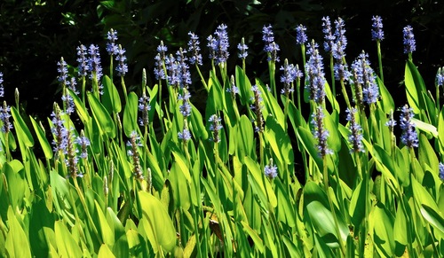 pickerelweed