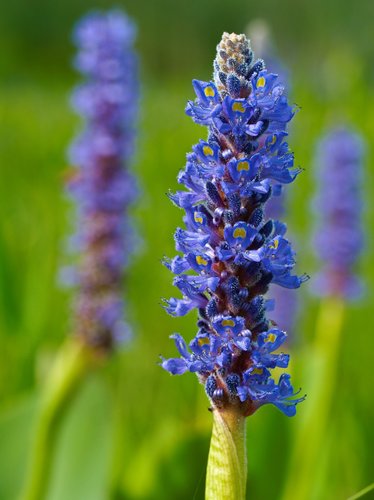 pickerelweed