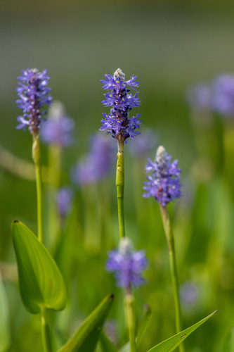 pickerelweed