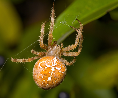 Cross Orbweaver