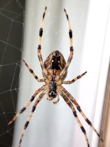 Cross Orbweaver