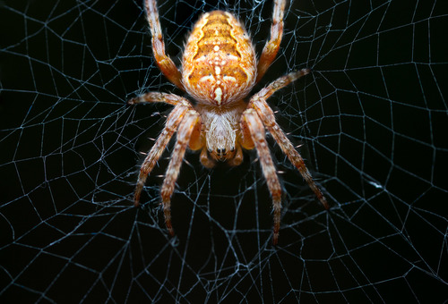 Cross Orbweaver