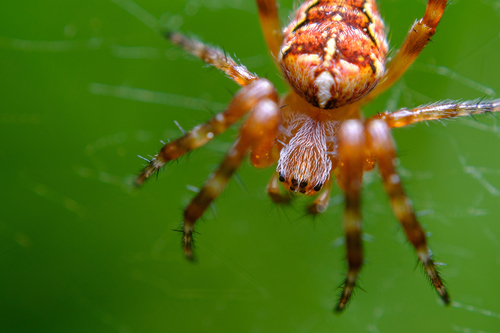 Cross Orbweaver