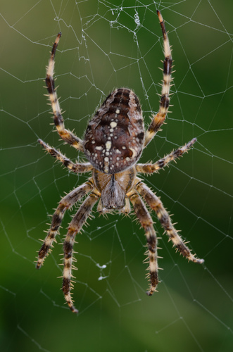 Cross Orbweaver