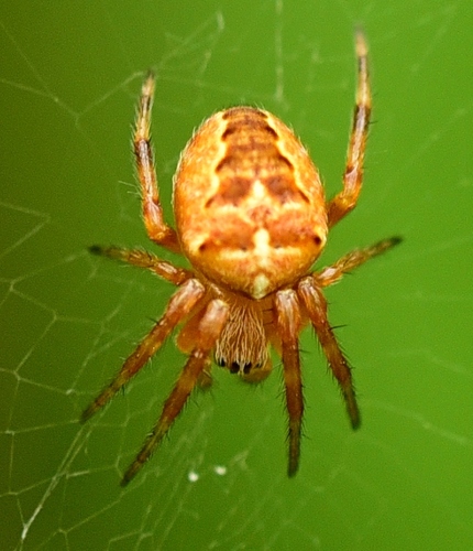 Cross Orbweaver