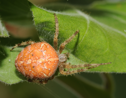 Cross Orbweaver