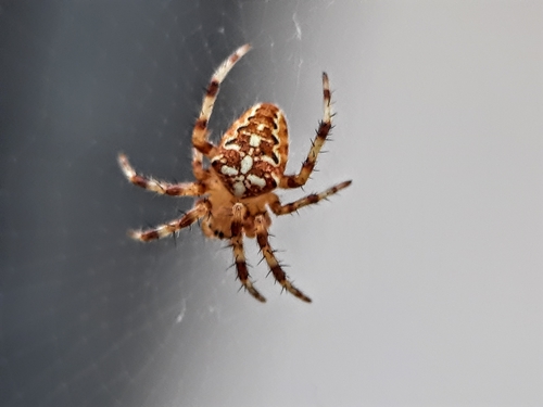 Cross Orbweaver