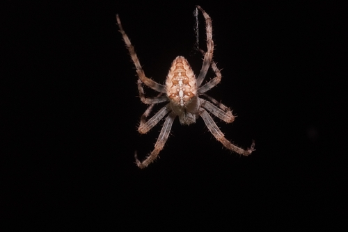 Cross Orbweaver