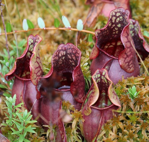 purple pitcher plant