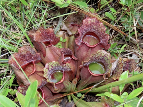 purple pitcher plant