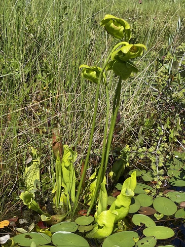 purple pitcher plant