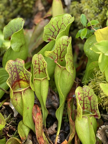 purple pitcher plant
