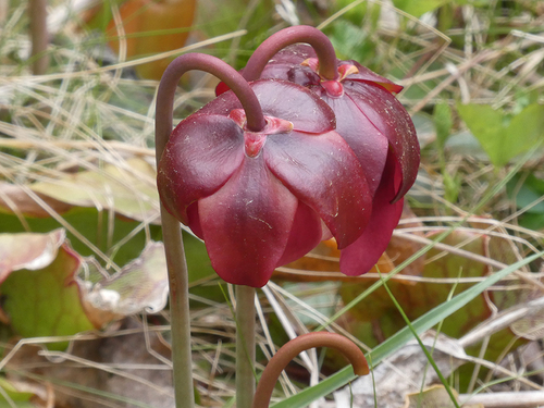 purple pitcher plant