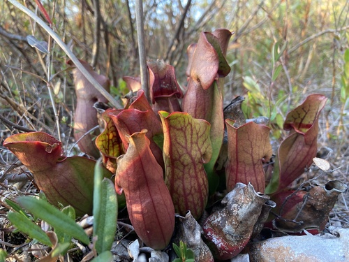 purple pitcher plant