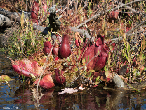purple pitcher plant