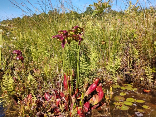 purple pitcher plant
