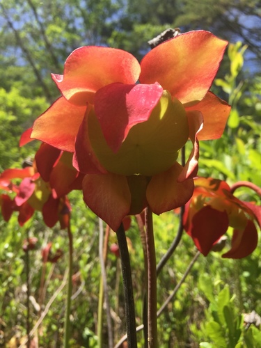 purple pitcher plant