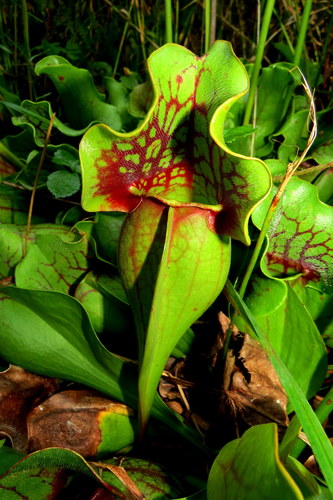 purple pitcher plant
