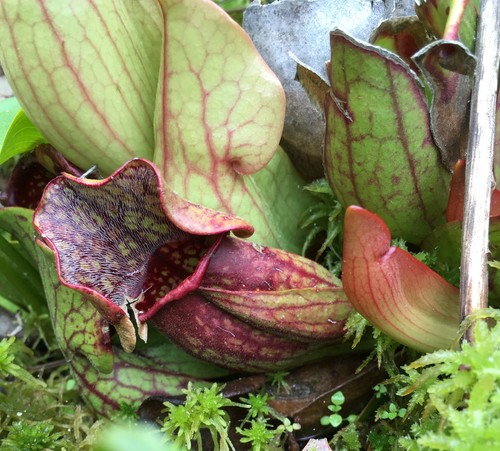 purple pitcher plant