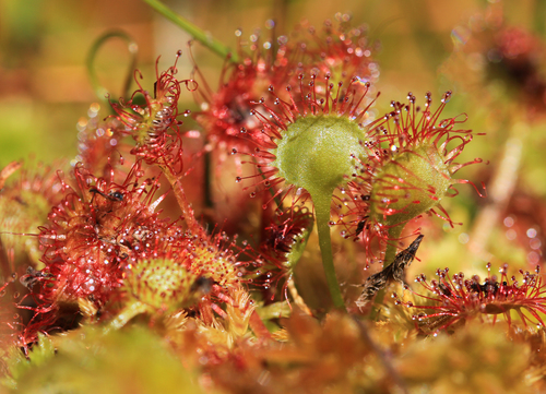 round-leaved sundew