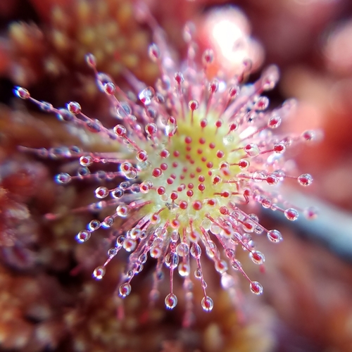 round-leaved sundew