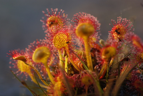 round-leaved sundew