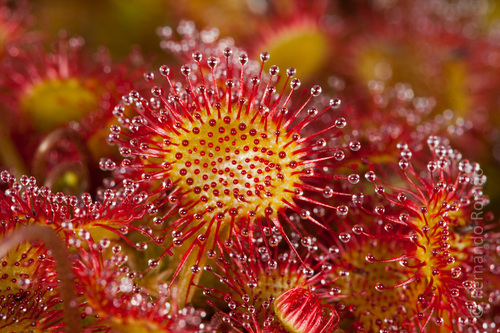 round-leaved sundew