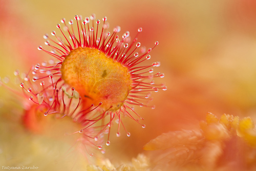 round-leaved sundew