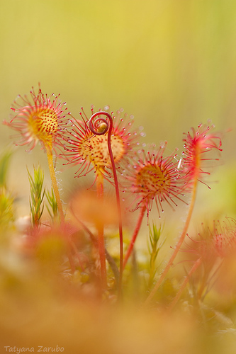 round-leaved sundew