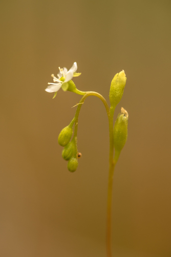 round-leaved sundew