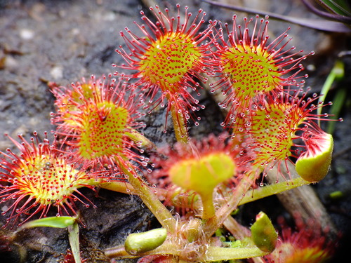 round-leaved sundew