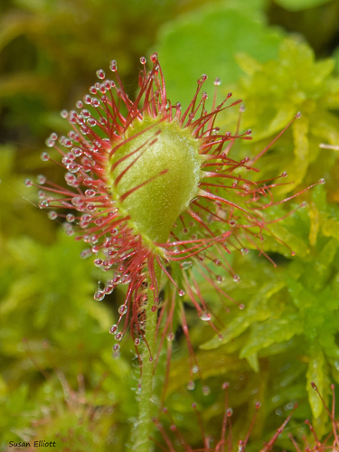 round-leaved sundew