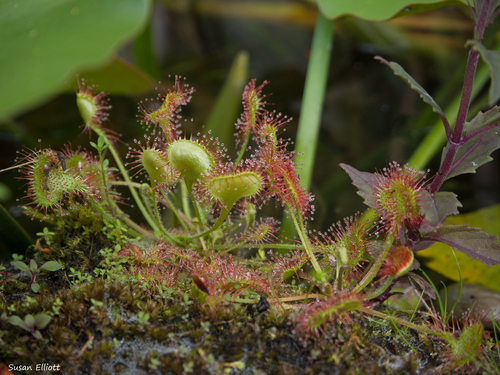 round-leaved sundew