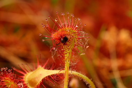round-leaved sundew