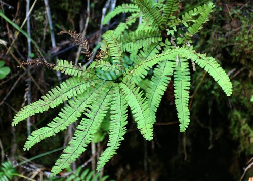 western maidenhair fern
