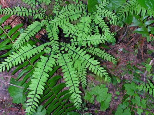 western maidenhair fern