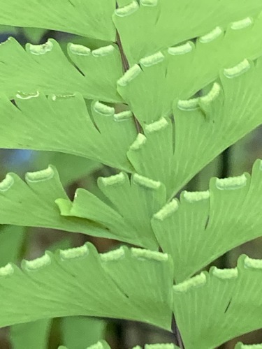 western maidenhair fern