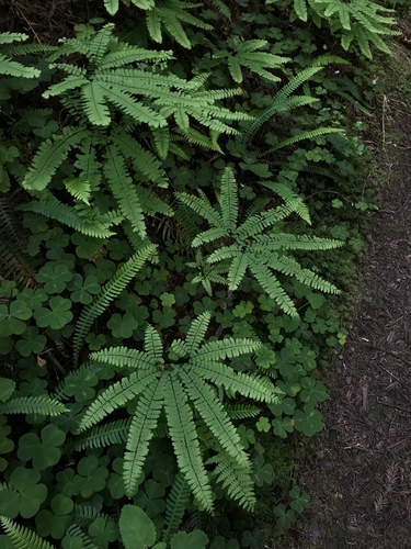western maidenhair fern
